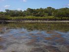 SE Reef Flat at low tide. Sandy bed is covered by seagrass and brown noncalcareous algae. Here, shingle ramparts prevent full drainage of the reef top. Mangrove Swamp in background.